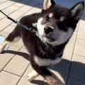 『ビビりな子犬』が…