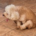 犬が『おしりを地面…