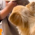 1歳の男の子を遊びに…