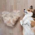 犬の抜け毛を活用す…