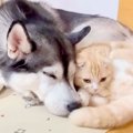 ハスキー犬が子猫を…