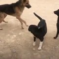 子犬を守る野良犬の…