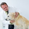 犬の胸水（膿胸）と…