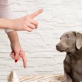 犬に『マテ』を指示…