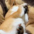 夜、『まだ寝たくな…