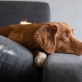 犬が飼い主のことを…