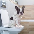 犬の健康な『ウンチ…