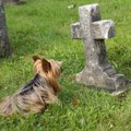 犬は『飼い主の死』…