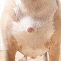 犬の体に『しこり』…