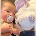 赤ちゃんを『犬と一…