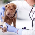 不潔な家で犬を育て…