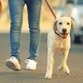犬の散歩を適当にし…