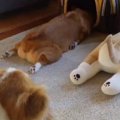 【話題】本物のコギ…