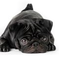犬の皮膚が黒い原因…