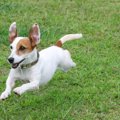 犬が人のことを追い…