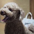 犬との暮らしでやり…