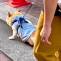 散歩から帰ってこな…