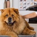 犬が怖がりやすい『…