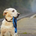 災害が起きて愛犬と…