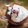 『ドジっ子な犬』の…