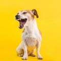 犬の『逆くしゃみ』…