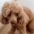 犬の『恐怖症』の症…