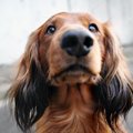 犬が鼻をヒクヒクさ…