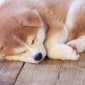 元捨て犬「チャッピ…