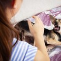 犬が『本気噛み』を…