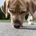 犬が散歩の時によく…