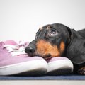 なぜ？犬が『靴』を…