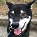 【Laylaの個別リーデ…