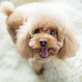 犬が嬉しい気持ちに…