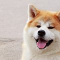 『秋田犬』が世界で…