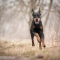 犬のドーベルマンの…
