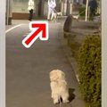 仲良しの犬が『他の…