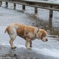 愛犬を『台風や水害…