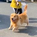 大型犬が『ペットホ…