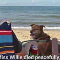 鎖の長さの範囲が犬…