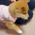 元気に走り回る子犬…