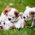 子犬はいつになった…