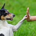 犬の「ターゲットトレーニング」のやり方と教えるメリット