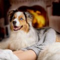 犬にしてはいけない…