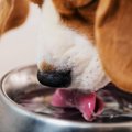 犬には水道水でも大…