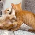 2匹の子猫が遊んでい…