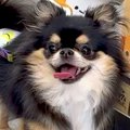 犬と一緒に買い物→『…