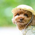 犬に『帽子』は必要…