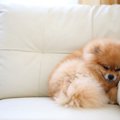 犬が部屋の隅にいく…