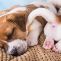 犬が『寝ながらシッ…