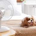 犬の『暑さ対策』い…